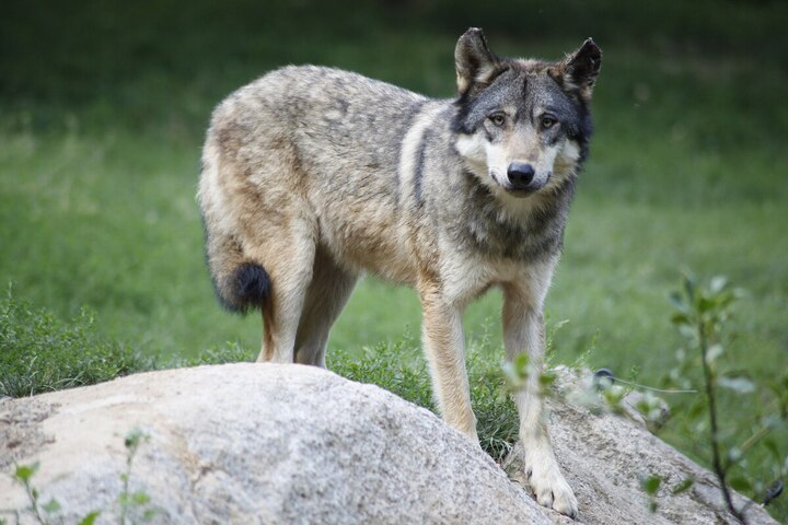 La protection des loups diminue dans l'Union européenne