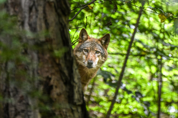 18 loups morts en Italie : des résidus de pesticides retrouvés