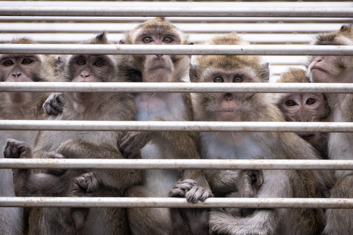 La France développe son élevage de singes de laboratoire