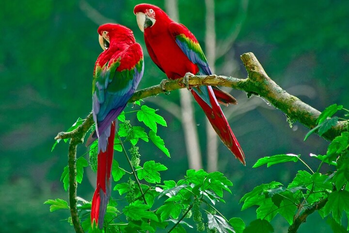 Un tiers des oiseaux tropicaux a disparu avec le changement climatique