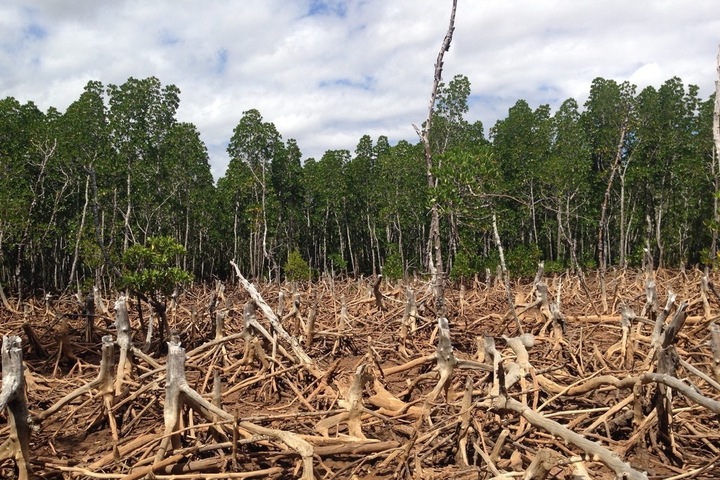 Comment éviter que nos voitures électriques ne détruisent la forêt