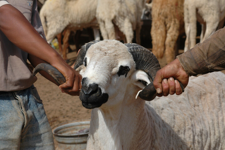 Sécheresse au Maroc : le roi demande de ne pas sacrifier le mouton de l'Aïd