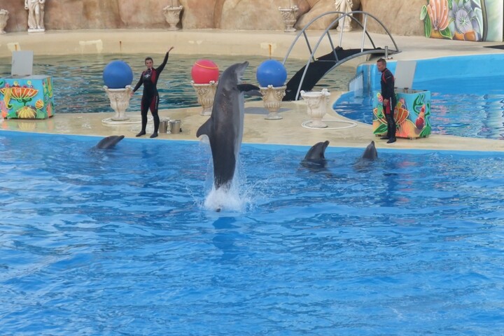 Dauphins transférés au zooparc de Beauval : les associations s'estiment dupées