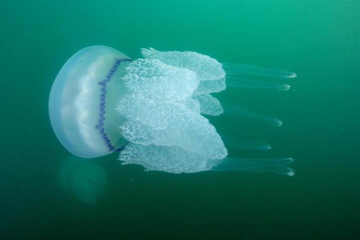 «<small class="fine d-inline"> </small>Une hécatombe invisible<small class="fine d-inline"> </small>» : près de 6 milliards de poissons et crustacés tués par les centrales nucléaires