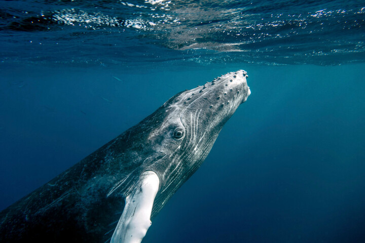 Ingénieuses, les baleines à bosse ont inventé un outil de chasse redoutable