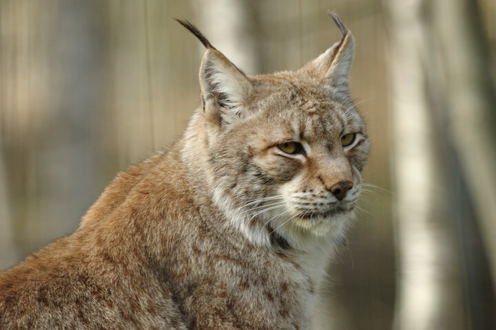 Le lynx boréal pourrait à nouveau disparaître de France