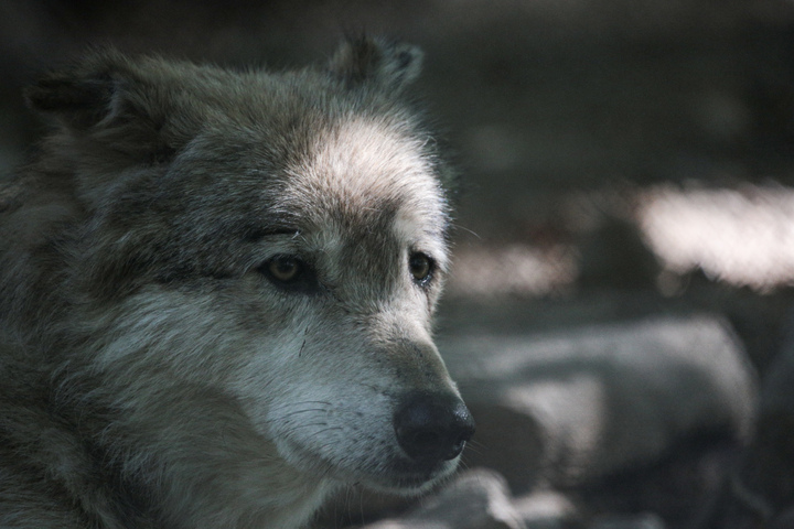 Des loups empoisonnés aux pesticides : «<small class="fine d-inline"> </small>Il y a un vrai sentiment d'impunité<small class="fine d-inline"> </small>»