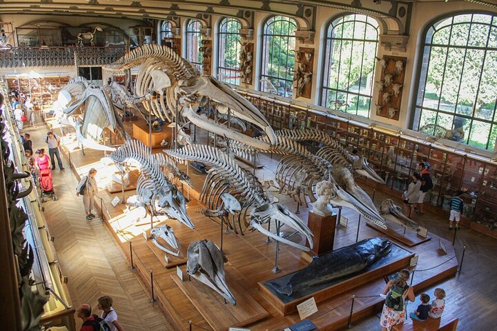 Une cyberattaque paralyse le Muséum national d'histoire naturelle 