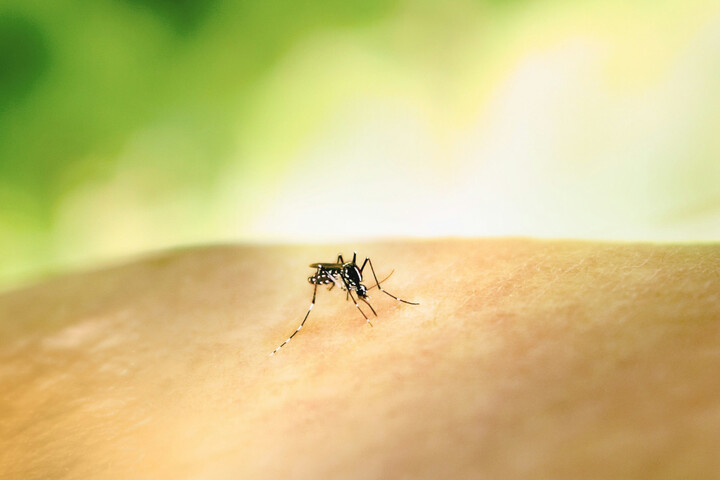 Chikungunya : La Réunion en état d'alerte