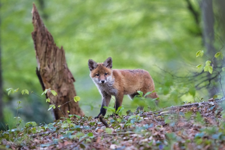 Renards, fouines, pies... Les abattre coûte huit fois plus cher que les dégâts qu'ils causent