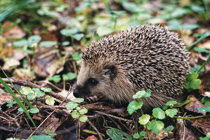Le hérisson «<small class="fine d-inline"> </small>quasi menacé<small class="fine d-inline"> </small>» d'extinction