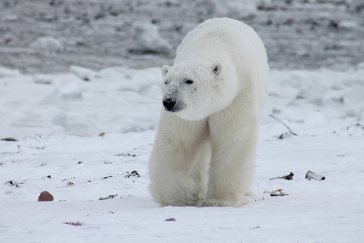 En protégeant l'ours polaire, on préserve aussi son écosystème