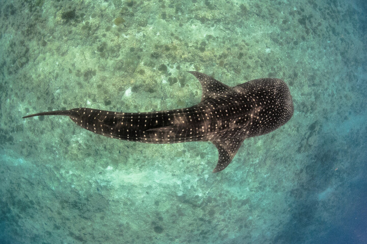 Collisions entre requins et bateaux : la faute au chaos climatique