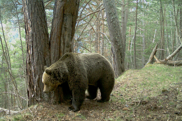 Les ours pyrénéens n'ont pas tous hiverné, à cause du climat