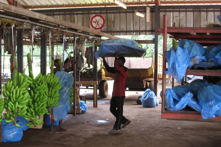 Le géant français de la banane mis en demeure au Cameroun