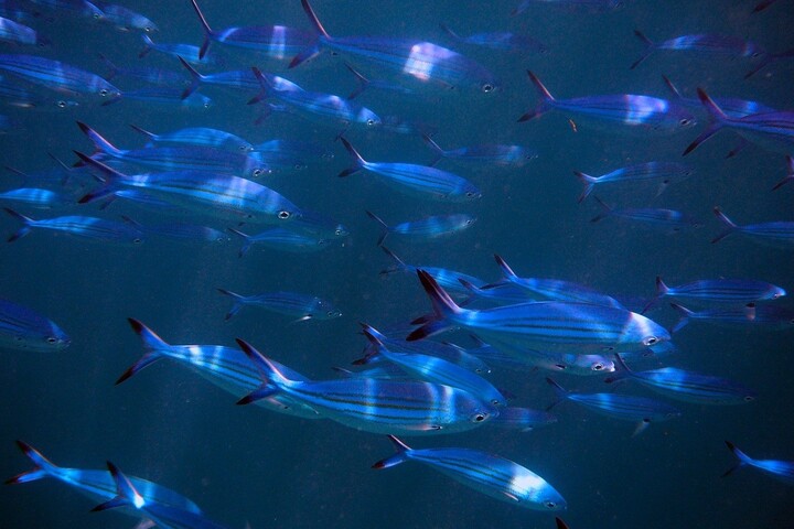 Le réchauffement des océans cause une baisse «<small class="fine d-inline"> </small>sidérante<small class="fine d-inline"> </small>» du nombre de poissons