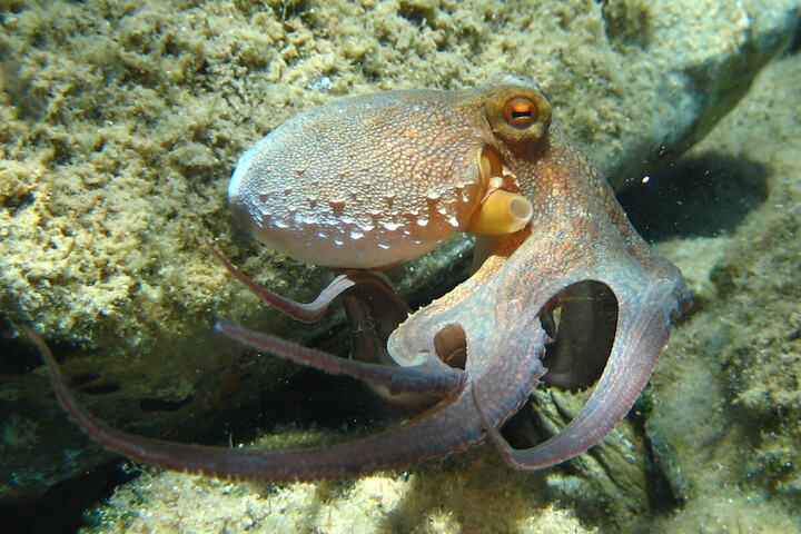 Les poulpes grouillent dans les eaux anglaises... pour le bonheur des pêcheurs<small class="fine d-inline"> </small>?