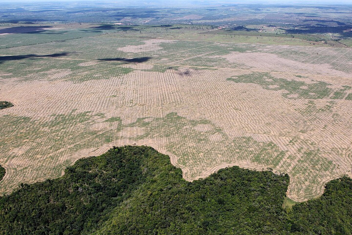 La déforestation tropicale causerait 28 000 morts de chaleur par an