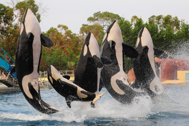 La justice interdit au Marineland d'Antibes d'envoyer ses orques à l'étranger
