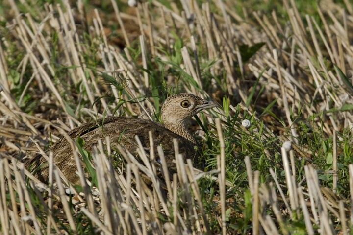 L'outarde, l'oiseau «<small class="fine d-inline"> </small>péteur<small class="fine d-inline"> </small>» devenu totem des antibassines