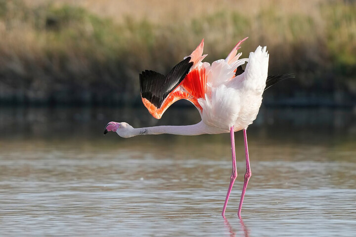 500 œufs de flamants roses détruits : la production du film de Nicolas Vanier devant le tribunal