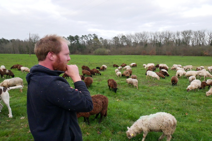 Récolte d'indices, chiens de protection... Dans le Sud-Ouest, des éleveurs se préparent au retour du loup