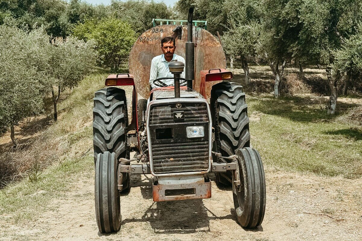 Les oliviers, espoir des paysans pakistanais face au changement climatique