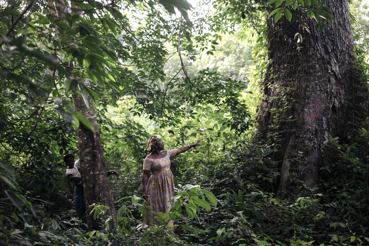 Les gardiennes de Taï-Grebo : ces femmes qui défendent la forêt 