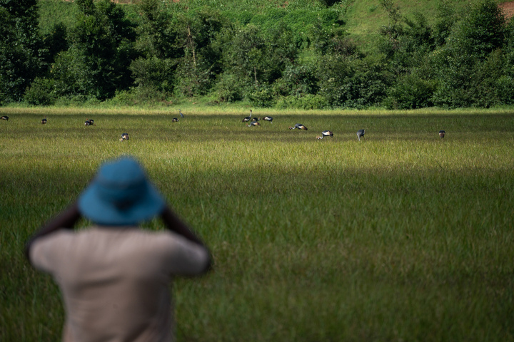 Comment la grue royale a repris ses droits dans les marais du Rwanda