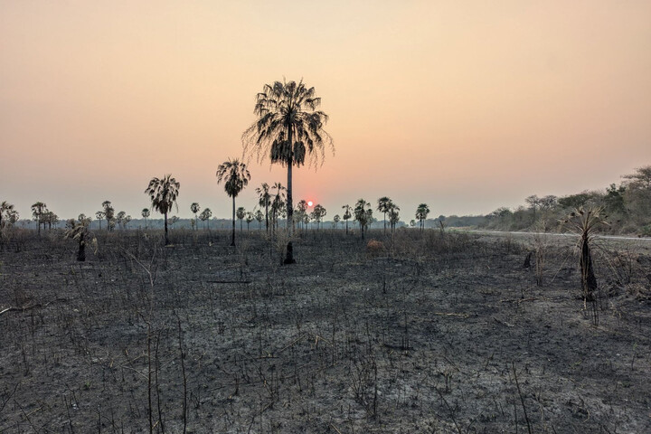 Le business du collagène amplifie la déforestation au Paraguay