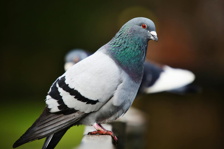 Chasse aux pigeons ou colombes : la France dans le viseur de la justice européenne 