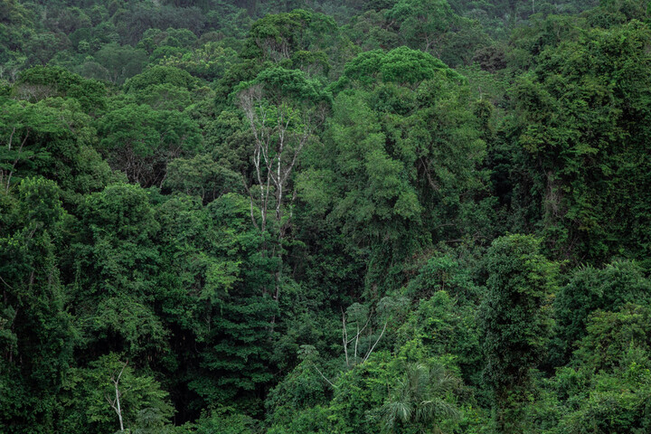 Forêts, océans... Les puits de carbone n'ont presque pas absorbé de <span class="caps">CO</span>₂ en 2023