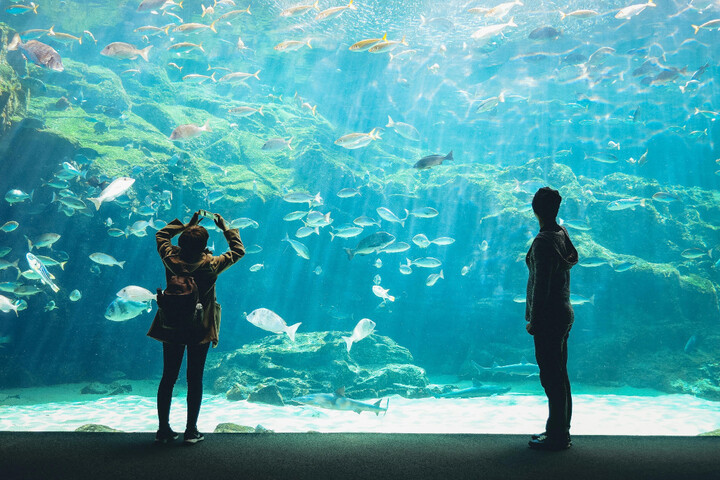 Un Nouvel An dans un aquarium<small class="fine d-inline"> </small>? À Paris, la fête maintenue malgré son interdiction