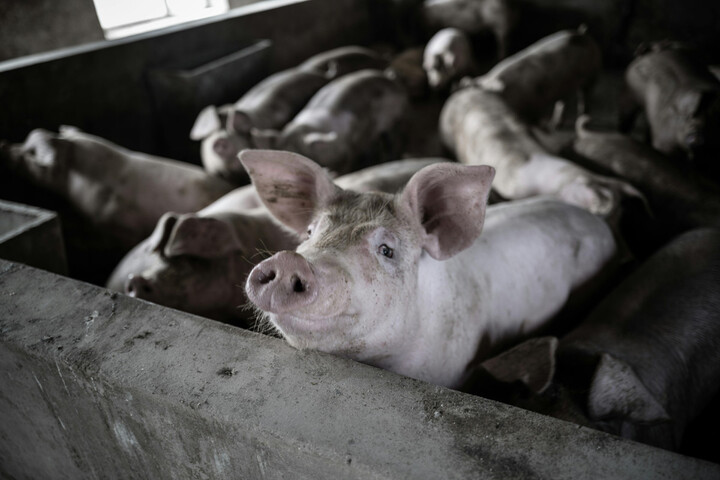 Traité Ceta avec le Canada : les importations de viande freinées