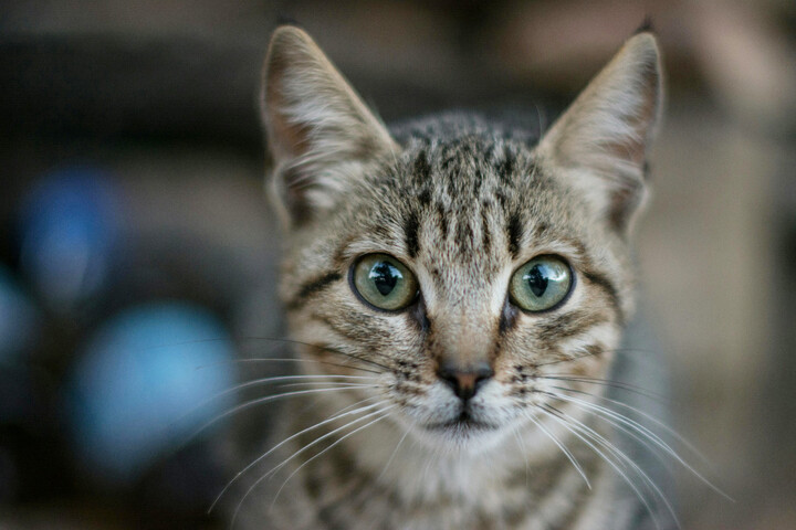 L'Écosse refuse de confiner ses chats pour protéger les oiseaux