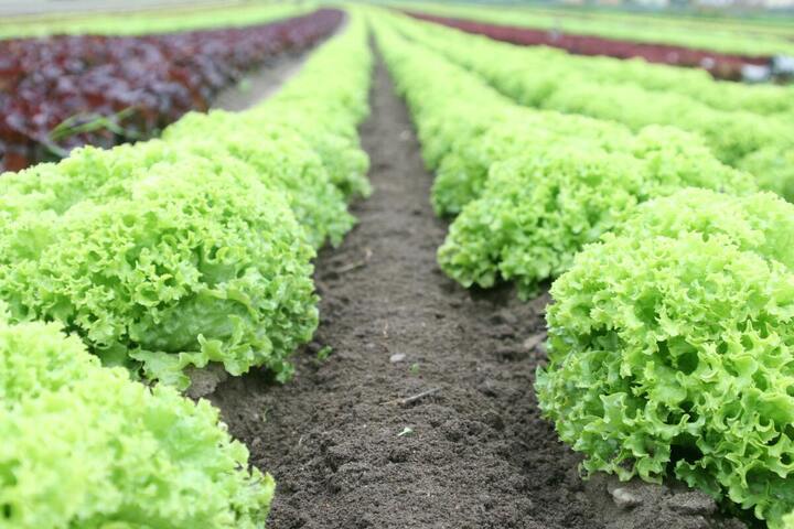 Même bio, les salades en sachet n'échappent pas aux pesticides