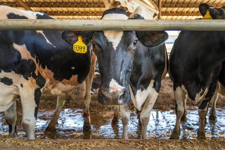 Dans un monde plus chaud, la production de lait devrait diminuer