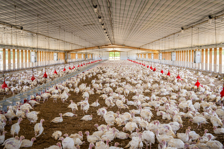 Loi Duplomb : deux décrets facilitent l'installation des fermes-usines