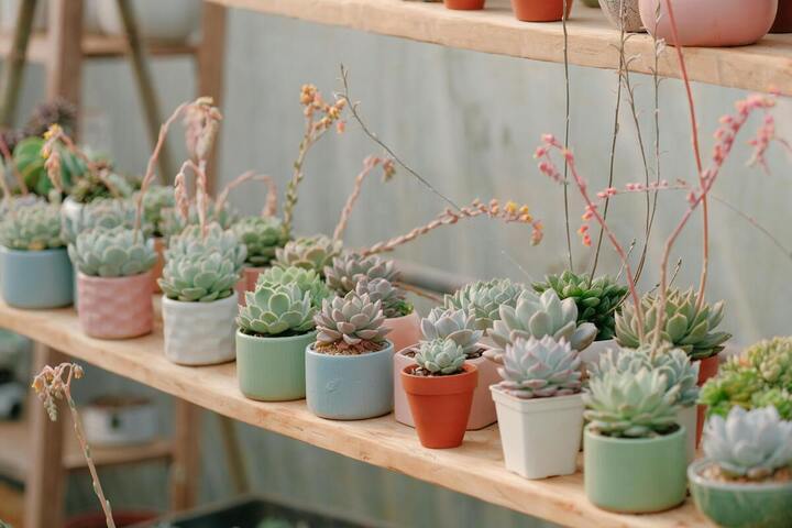 Des milliers de succulentes arrachées au désert pour décorer nos maisons
