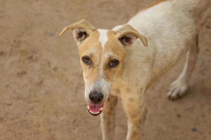3 millions de chiens pourraient être abattus avant la Coupe du monde au Maroc