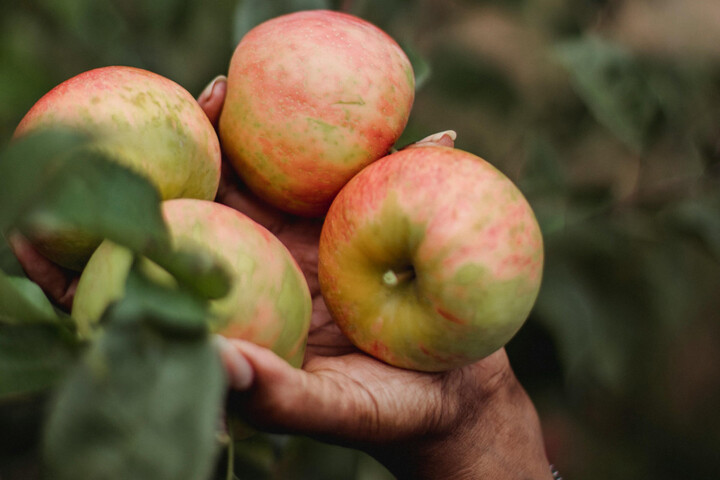 Agriculture : le ruissellement des revenus vers les producteurs n'a pas eu lieu 