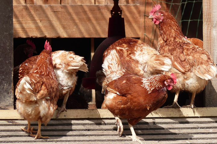 Œufs bio : pourquoi les rayons des supermarchés restent vides