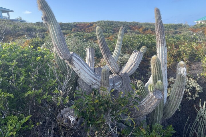 Une espèce de cactus disparaît à cause de la montée des eaux