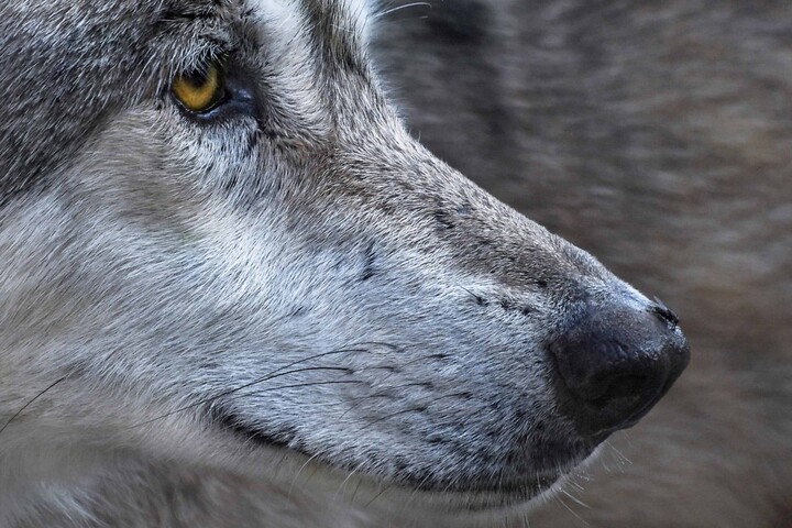  Un président de chambre d'agriculture appelle les éleveurs à tuer des loups