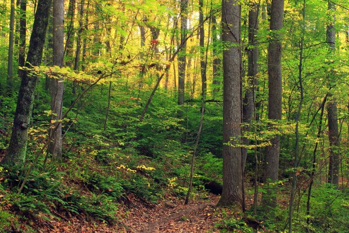 Les forêts françaises stockent moins de <span class="caps">CO</span><sub>2</sub> à cause de mauvais choix politiques