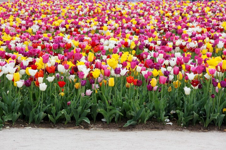 Les Soulèvements de la Terre sabotent une exploitation intensive de fleurs