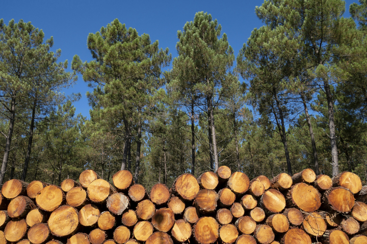 Nématode du pin dans les Landes : un nouvel arbre infesté