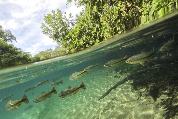 Les poissons migrateurs d'eau douce ont décliné de 81% en 50 ans