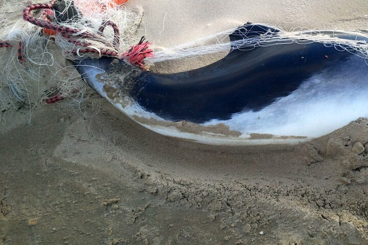 Dauphins : 75% de cadavres échoués en moins lors du mois sans pêche