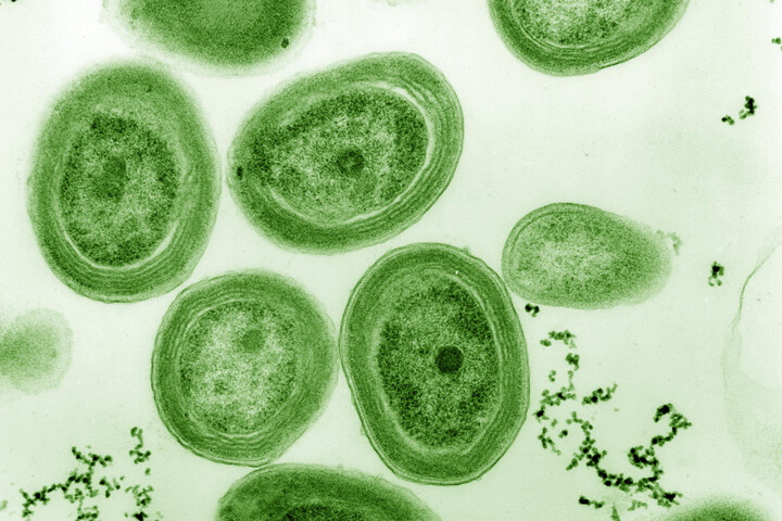 Le réchauffement des océans menace des bactéries cruciales pour notre oxygène